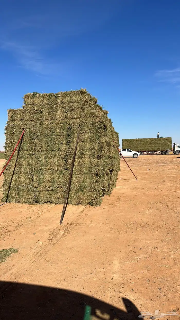 ضيفو سنابي عرض اعلاف بشكل يومي (والدفع عندالاستلام) 16