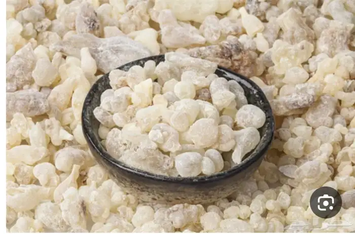 لبان ذكر عماني نخب اول 0