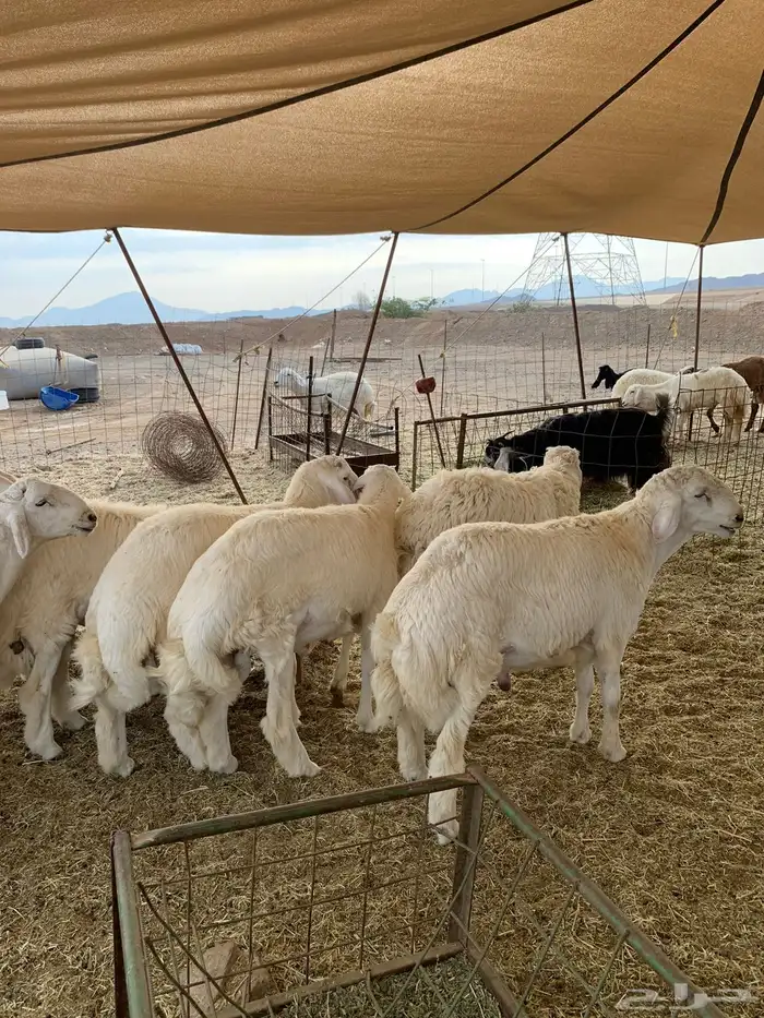 حري خرفان ذبائح مناسبات للبيع ذبايح ثلاجه مخيمات 1