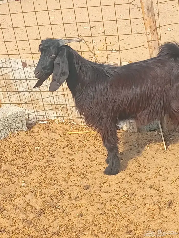 تيس كفو للبيع 3