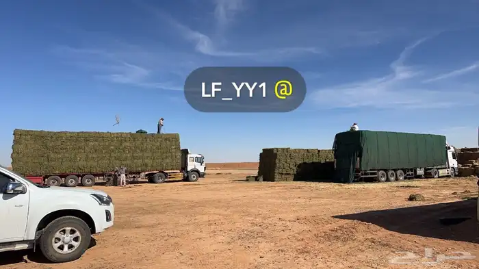 ضيفو سنابي عرض اعلاف بشكل يومي (والدفع عندالاستلام) 17