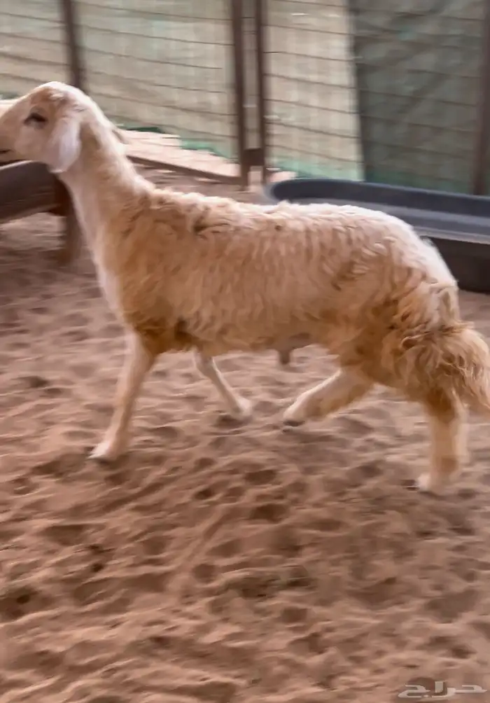 ذبايح حري وسط وكبير شامل الذبح والتوصيل 2