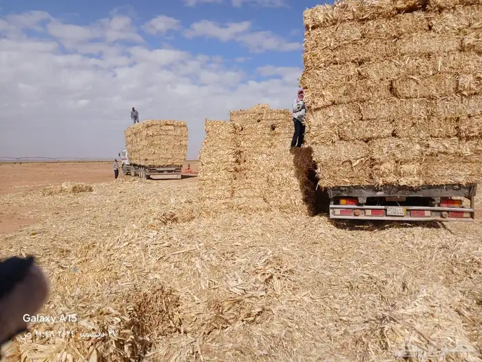 ضيفو سنابي عرض اعلاف بشكل يومي (والدفع عندالاستلام) 5