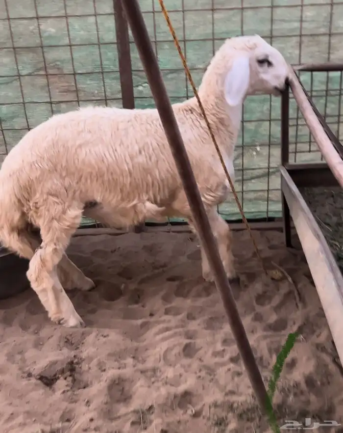 ذبايح حري وسط وكبير شامل الذبح والتوصيل 3