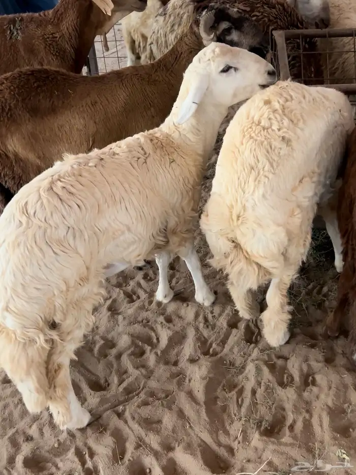 ذبايح حري وسط وكبير شامل الذبح والتوصيل 1