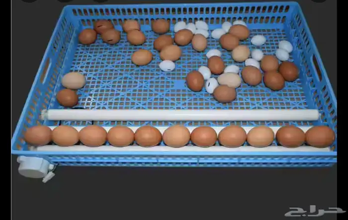 فقاسات رول نظام تبريد فل اتوماتيك مع شحن محاني 2