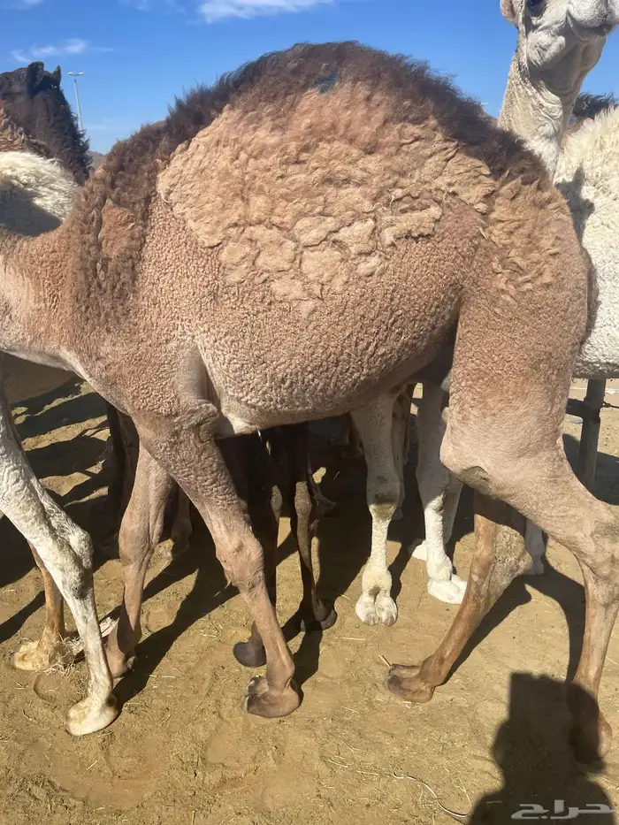 للبيع القعدان الكفو للمبادي وزواجات بلدي كفو مسكته 4
