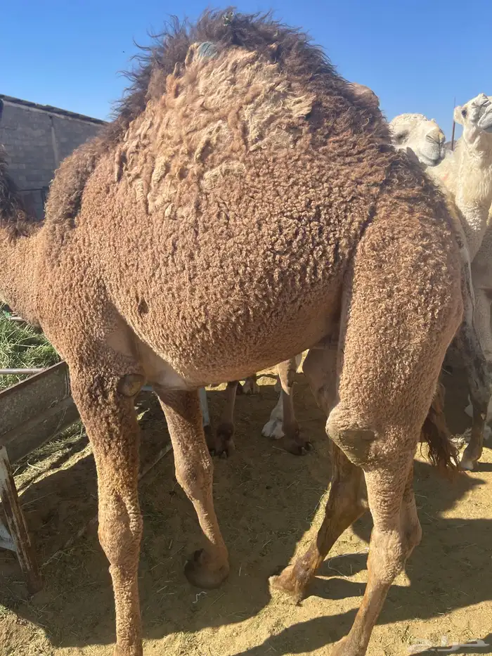 للبيع القعدان الكفو للمبادي وزواجات بلدي كفو مسكته 2