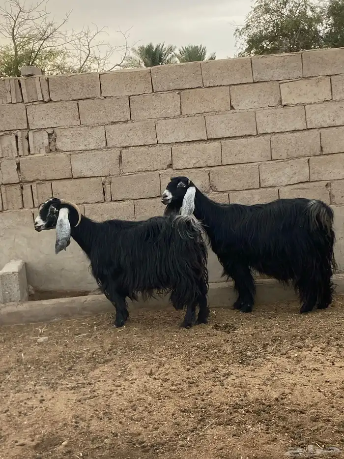 معزا عوارض ولد (تم البيع ) 0