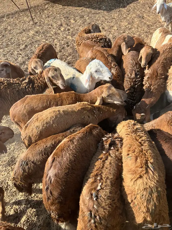 حري وسواكني وبربري 2