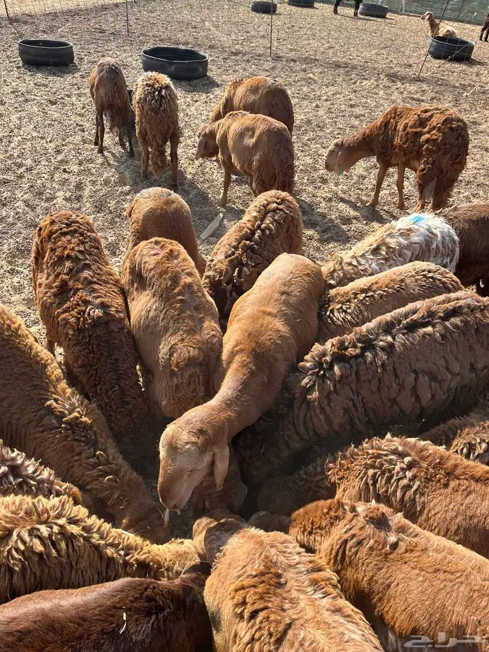 حري وسواكني وبربري 4