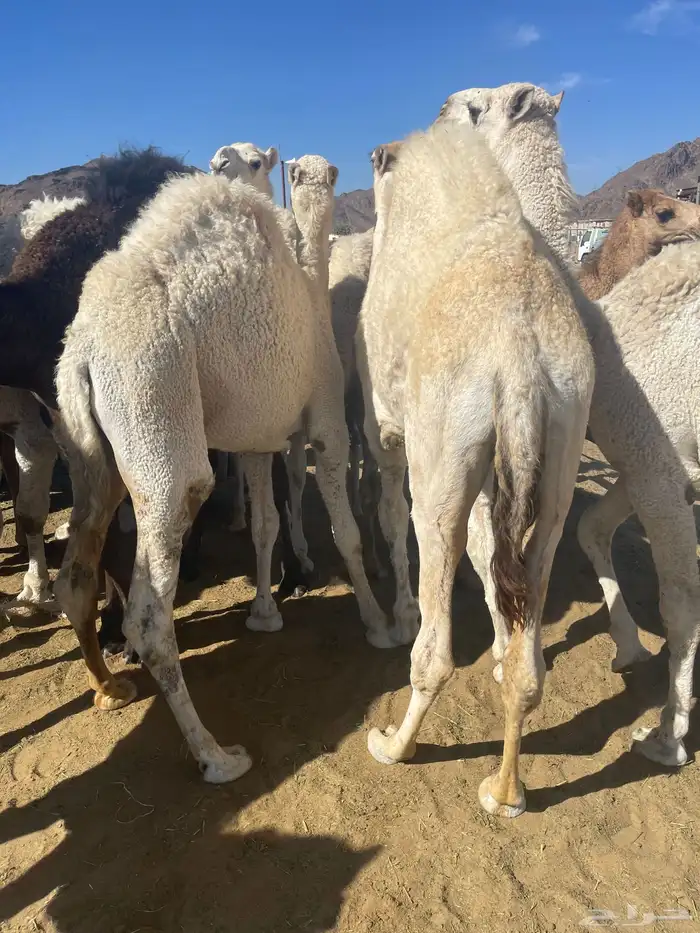 للبيع القعدان الكفو للمبادي وزواجات بلدي كفو مسكته 0