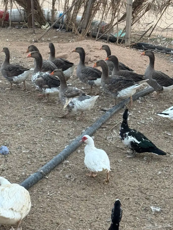 للبيع بط مكشوفي ألون ابيض واسود  ووز بياض 0