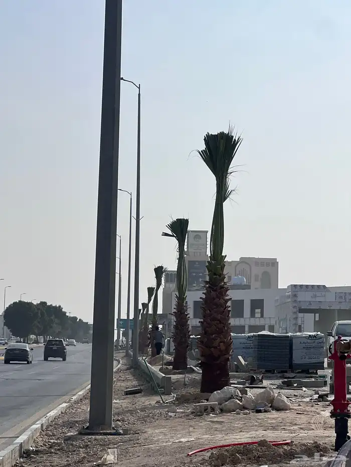 توريد نخل زينه واشنطن 0
