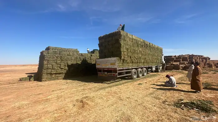 ضيفو سنابي عرض اعلاف بشكل يومي (والدفع عندالاستلام) 18