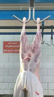 ذبايح مرابي عسير 41
