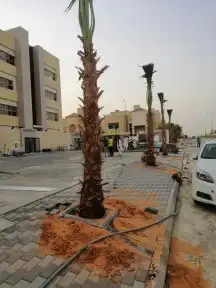 لنخيل الوشنطني والعربي والاشجار 6