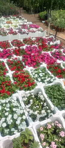 تنسيق حدائق فلل واسترحات وثيل طبيعي 17