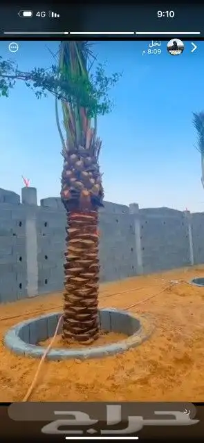 يوجد لدينا نخيل مثمر جميع الانواع وجميع المقسات 6
