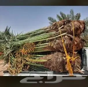 يوجد لدينا جميع أنواع النخيل داخل المملكة وخارج المملكة 6