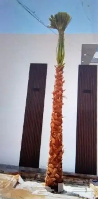 نخل واشنطن 6