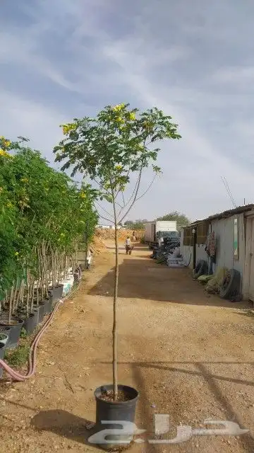 تنسيق حدائق فلل واسترحات وثيل طبيعي 16