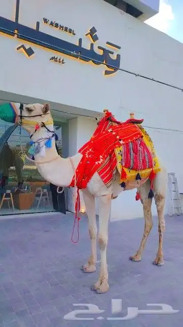 مجسمات ابل للبيع 1