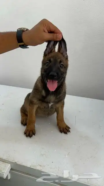 متاج جراوي مالينو للحجز ذكرين فقط 0