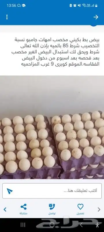 بيض بط بكيني مخصب 0