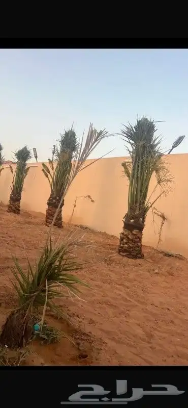 يوجد لدينا نخيل مثمر جميع الانواع وجميع المقسات 5