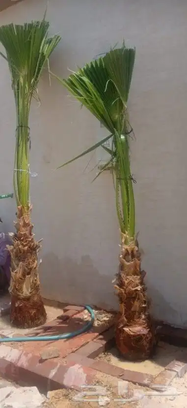 نخل واشنطن 9