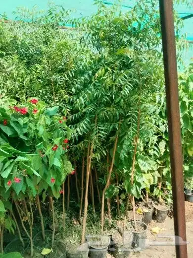 تنسيق حدائق فلل واسترحات وثيل طبيعي 15