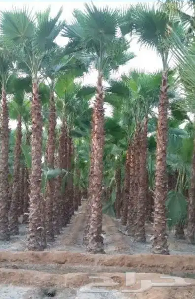 تنسيق حدائق فلل واسترحات وثيل طبيعي 14