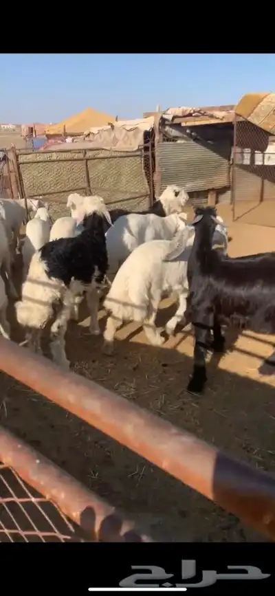 للبيع بهم بري ونضيف تو جاي من البر الموقع سوق الجربوع يوجد 2