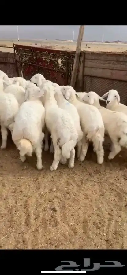 للبيع بهم بري ونضيف تو جاي من البر الموقع سوق الجربوع يوجد 8