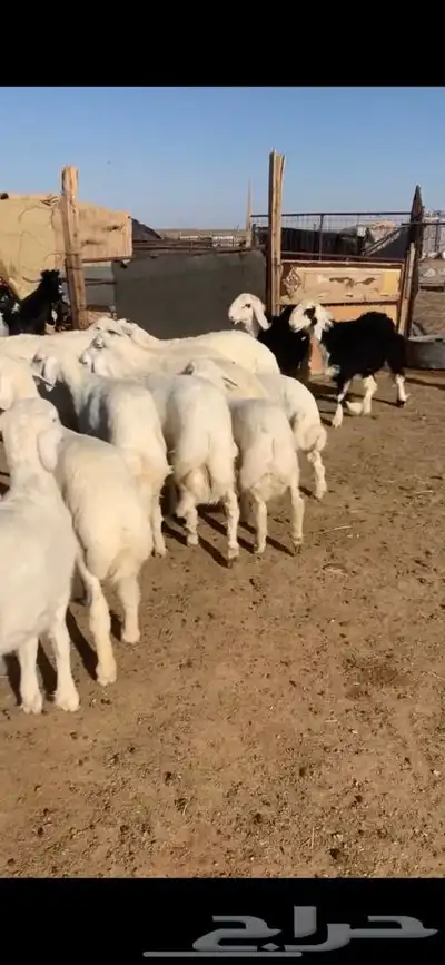 للبيع بهم بري ونضيف تو جاي من البر الموقع سوق الجربوع يوجد 1