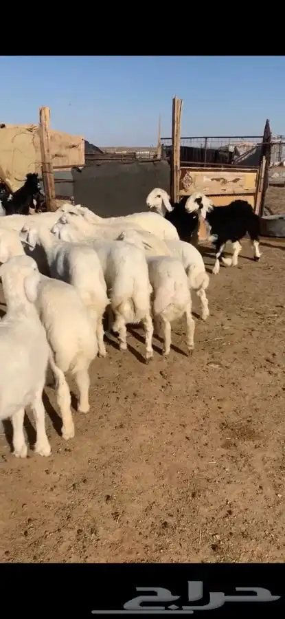 للبيع بهم بري ونضيف تو جاي من البر الموقع سوق الجربوع يوجد 1