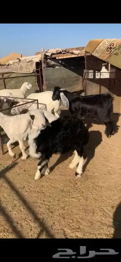 للبيع بهم بري ونضيف تو جاي من البر الموقع سوق الجربوع يوجد 4