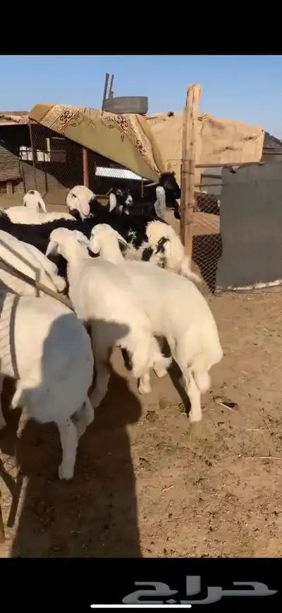للبيع بهم بري ونضيف تو جاي من البر الموقع سوق الجربوع يوجد 0