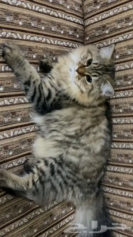 قطة للتبني 3