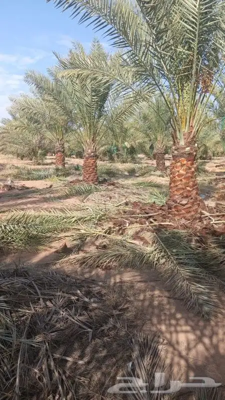 يوجد لدينا نخيل مثمر جميع الانواع وجميع المقسات 3