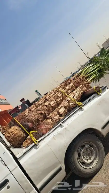 يوجد لدينا جميع أنواع النخيل داخل المملكة وخارج المملكة 3