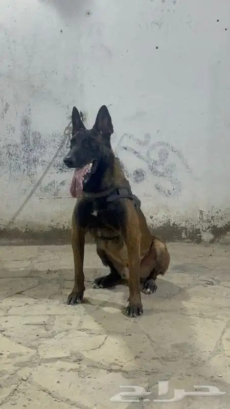 متاج جراوي مالينو للحجز ذكرين فقط 3