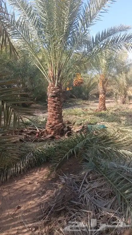 يوجد لدينا نخيل مثمر جميع الانواع وجميع المقسات 4