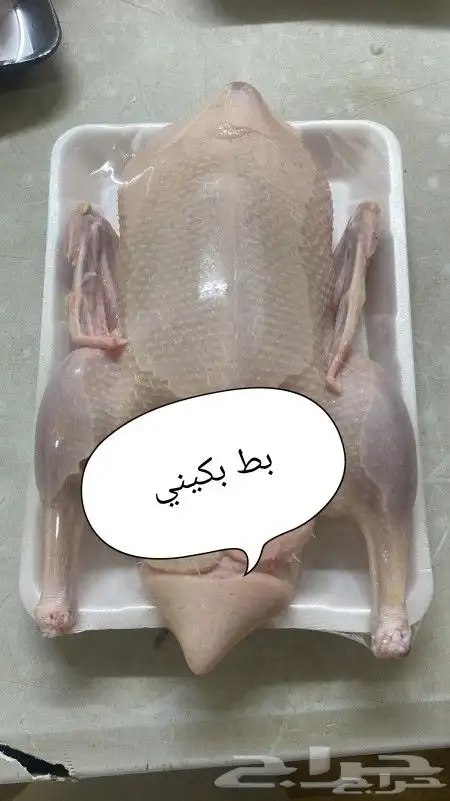 بط مدبوح بكيني 0
