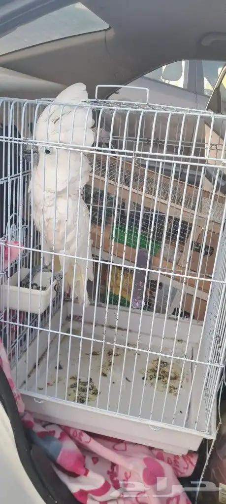 موصل طيور حيونات اليفه امنات 2