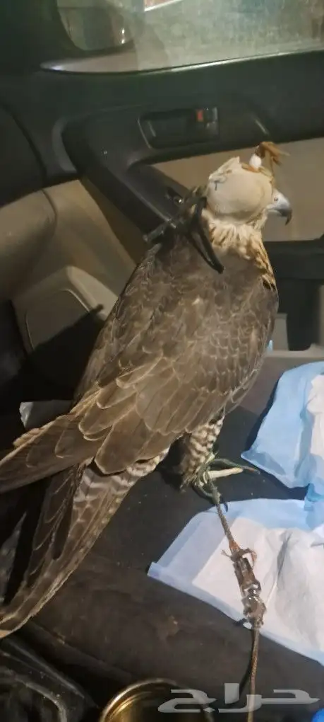 موصل طيور حيونات اليفه امنات 4