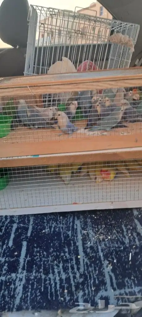 موصل طيور حيونات اليفه امنات 3