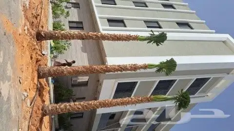 لنخيل الوشنطني والعربي والاشجار 9