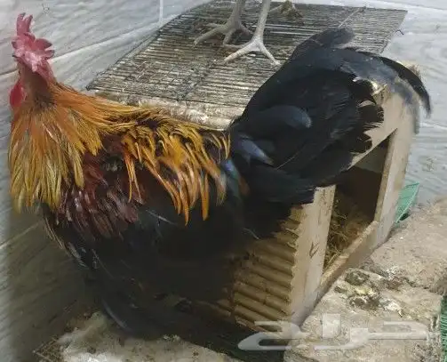 ديوك هجين تركي على براهما على عربي ترثه 7